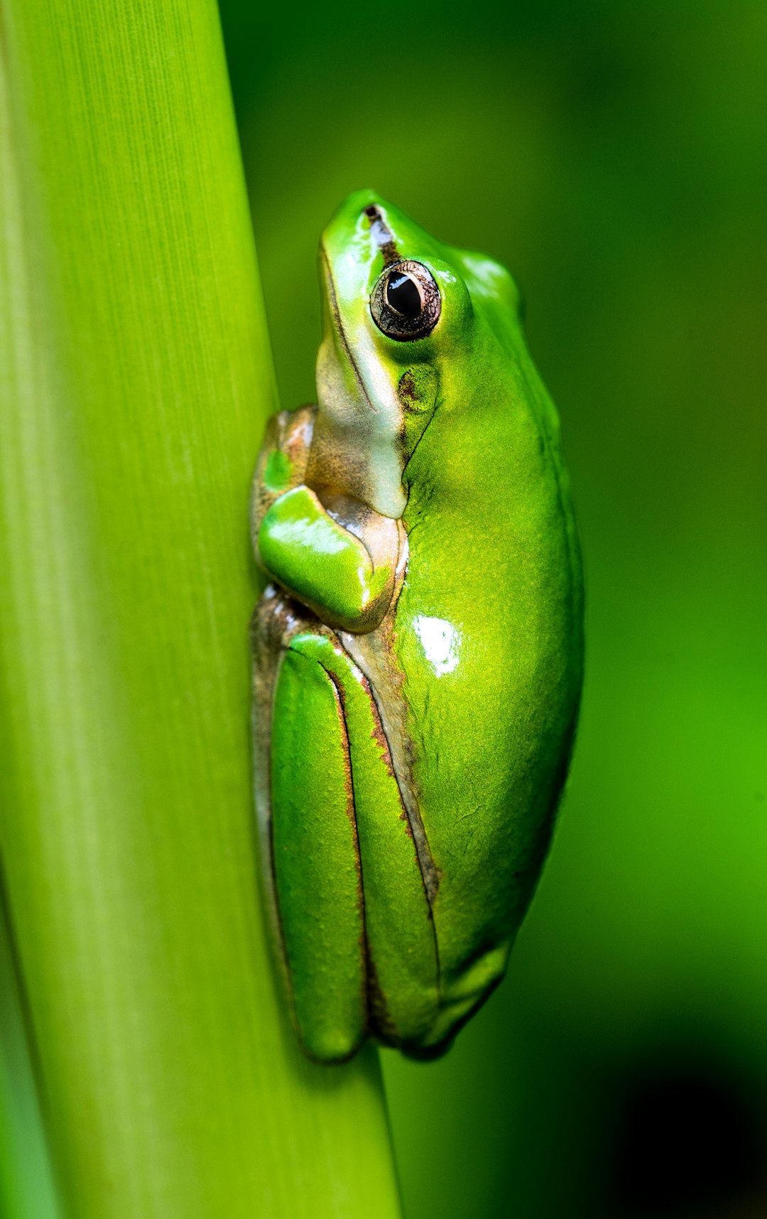 Little Pepe Origins